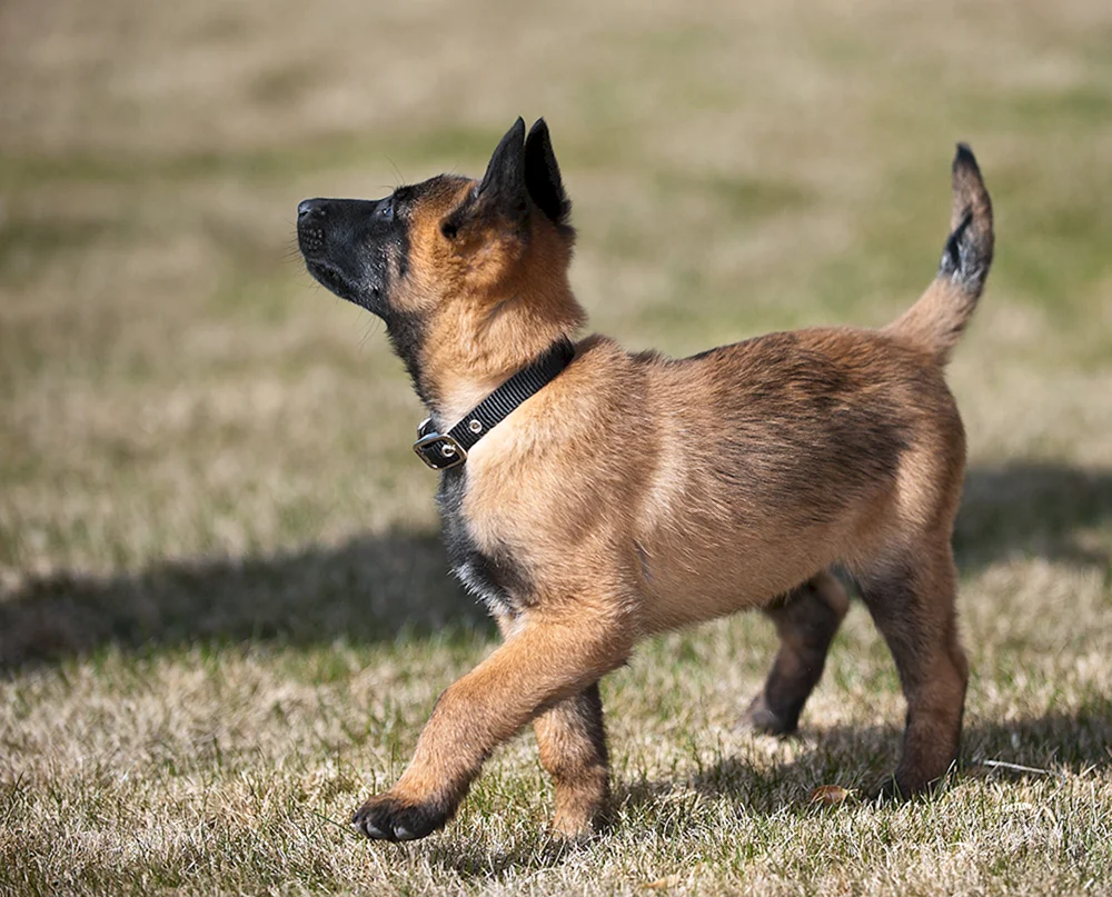 Hunderasse Hund Belgischer Schäferhund Malinois