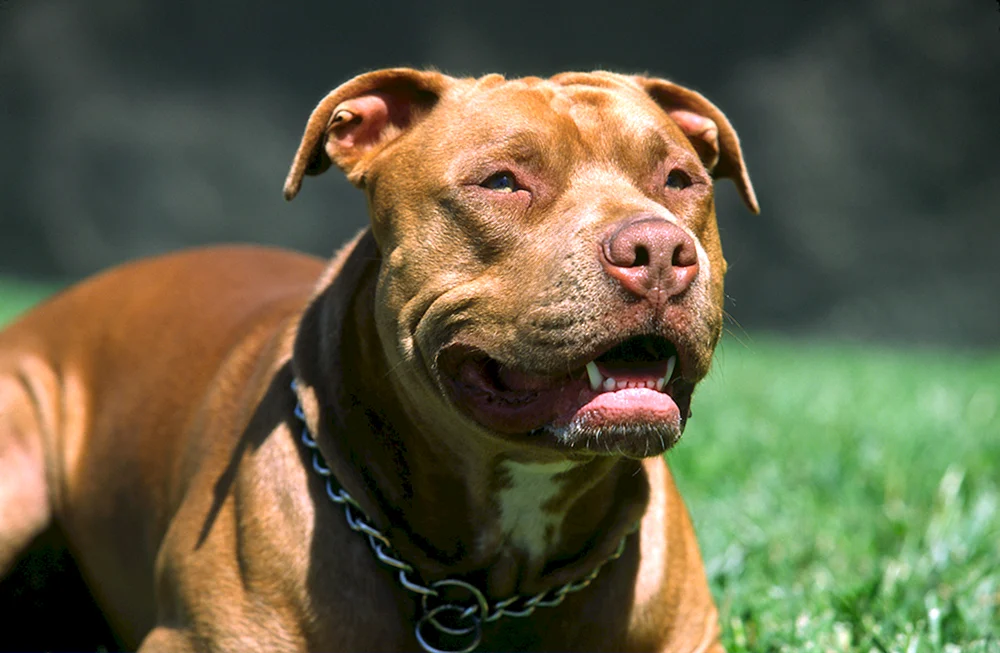 Amerikanischer Pit Bull Terrier