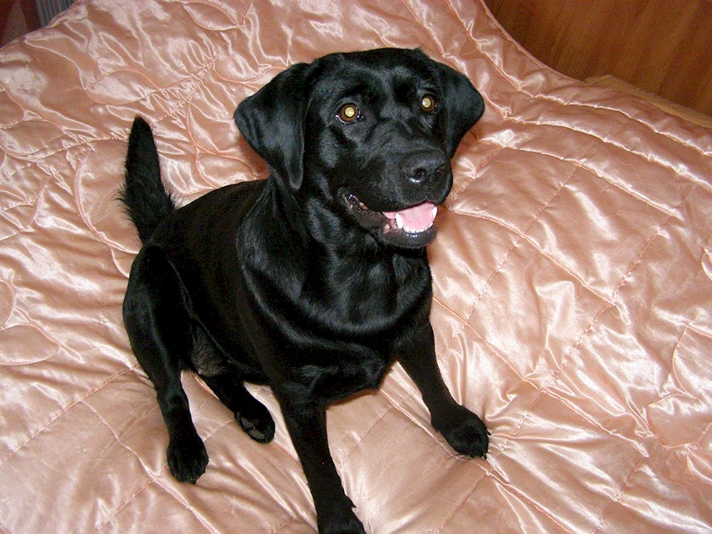 Labrador Retriever