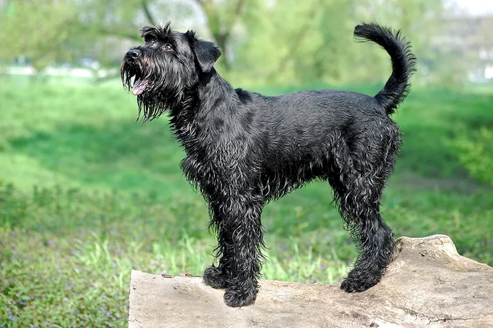 Bearded Collie Terrier