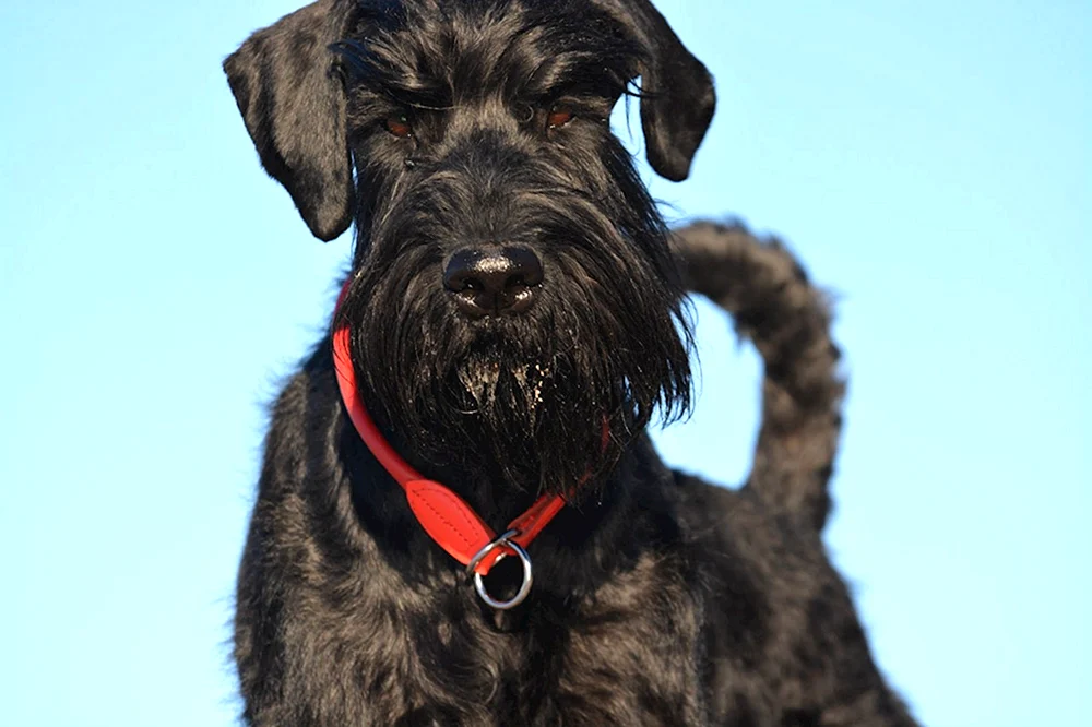 Risenschnauzer Hunderasse
