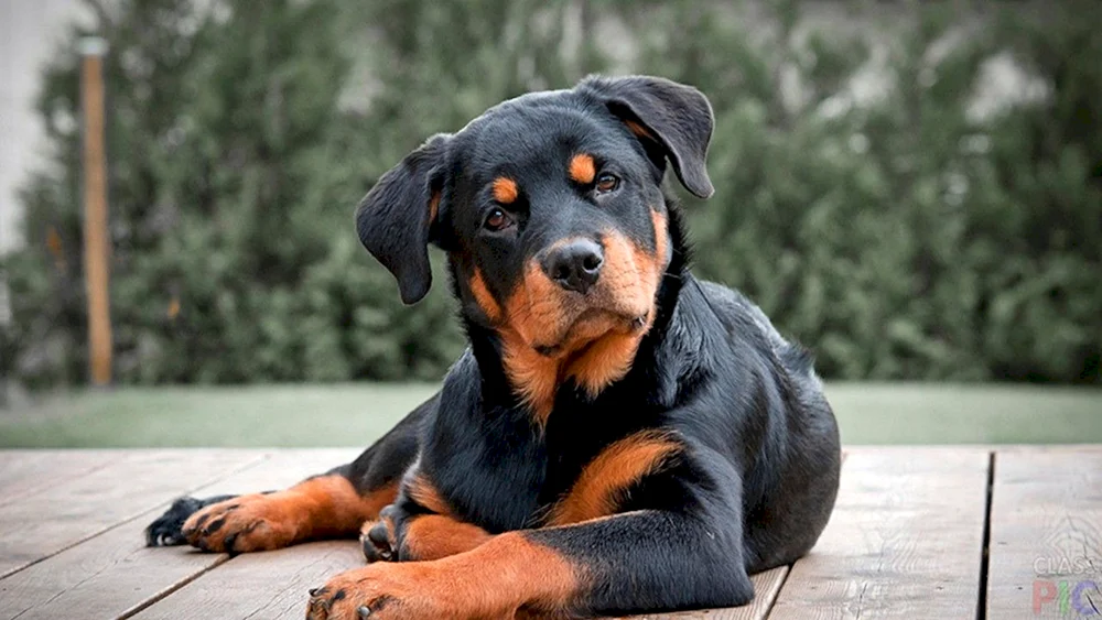 Rottweiler Kampfhund