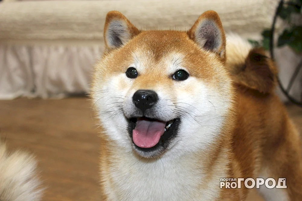 Pomeranian Spitz Boo