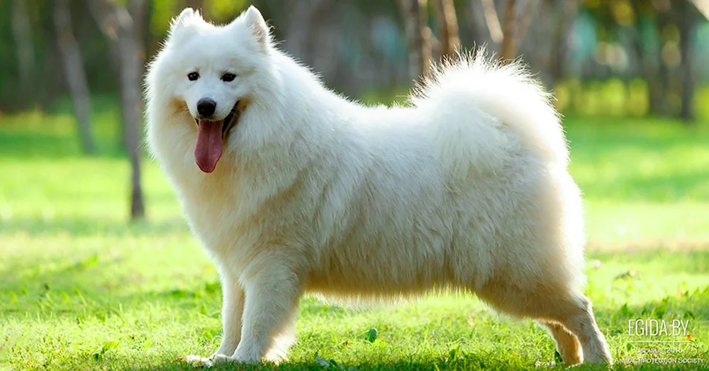 Alaskan-Samojeden-Hund