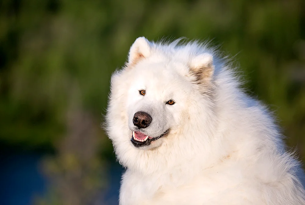 Samojedenhund