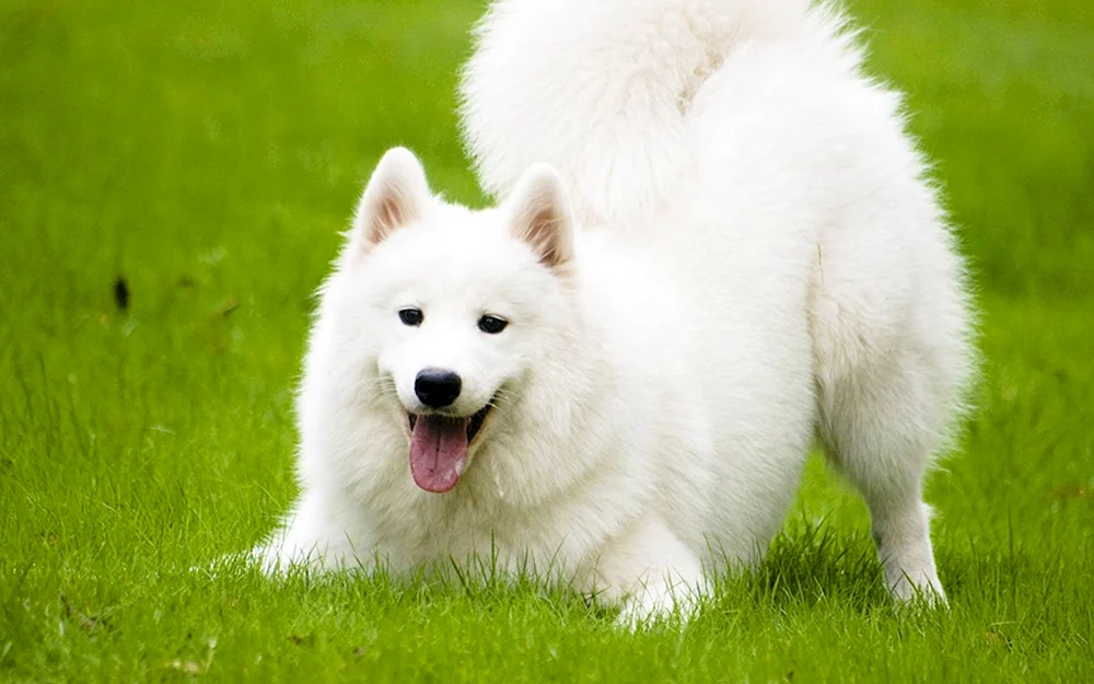 Samojedenhund