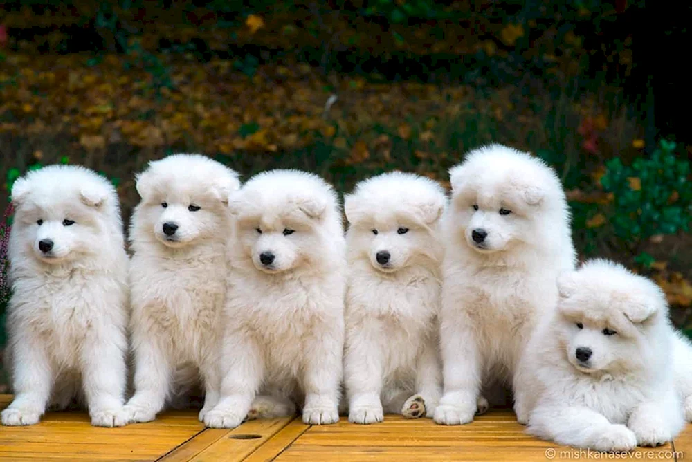 Samojedenhund