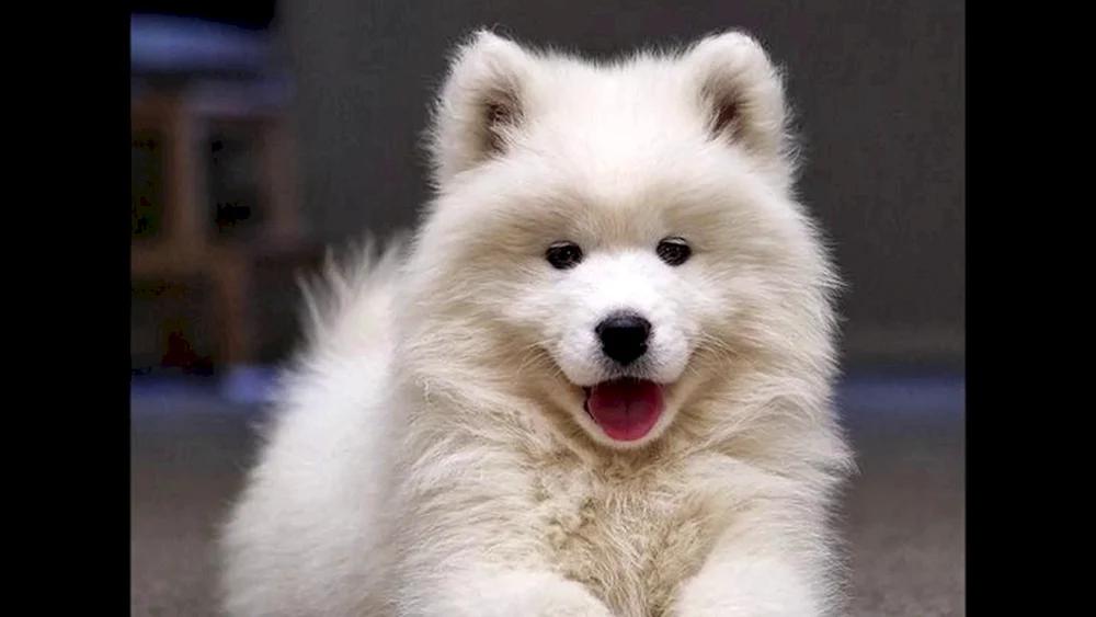 Samojedenhund