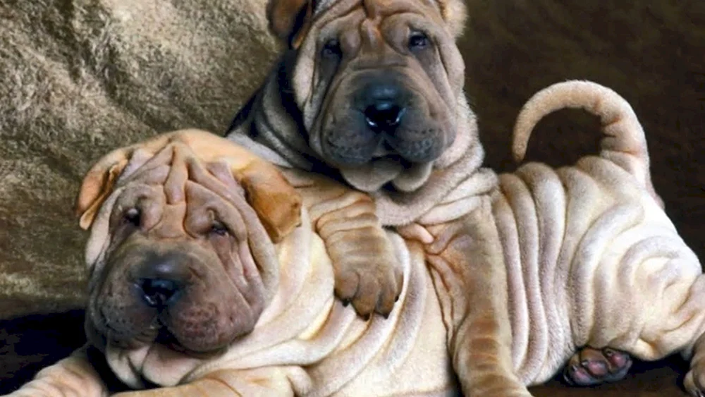 Sharpei Hunderasse