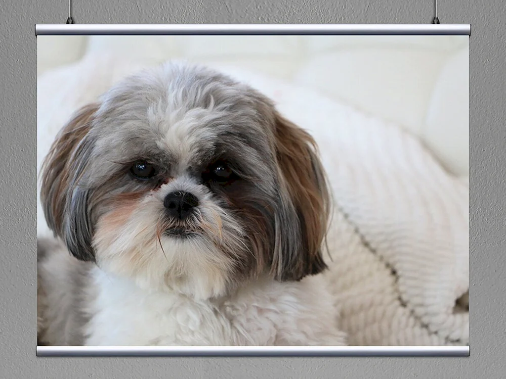 Chinesischer Shih Tzu
