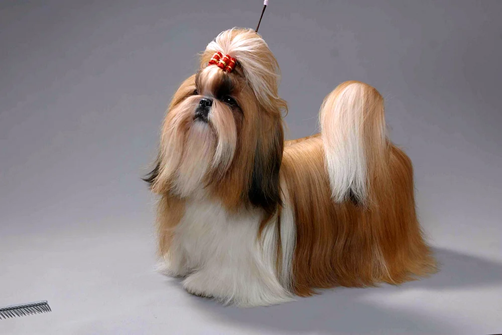 Shih Tzu
