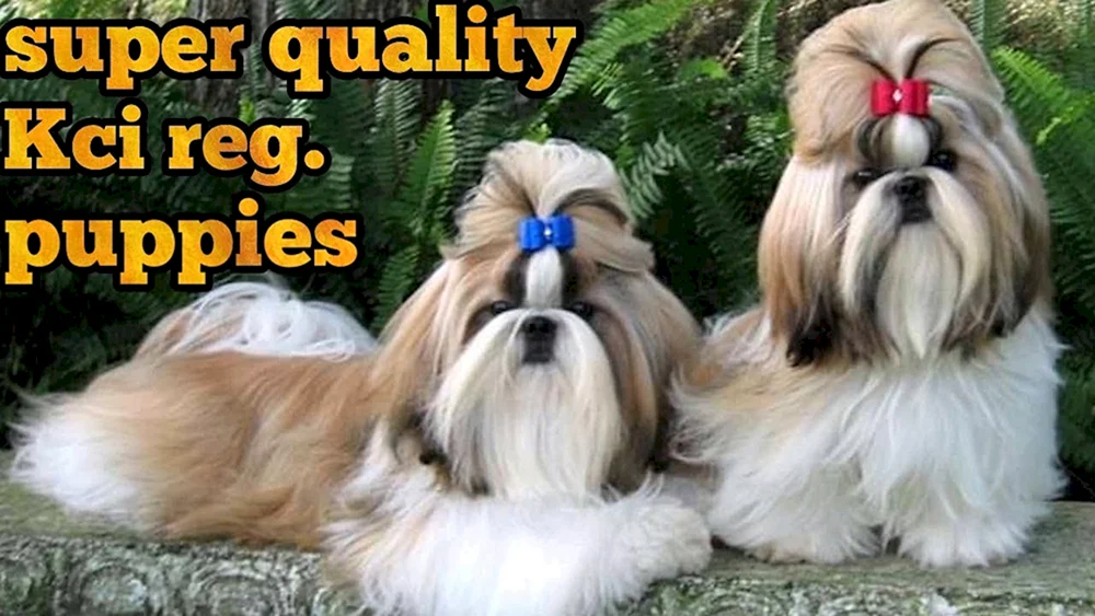 Shi tzu