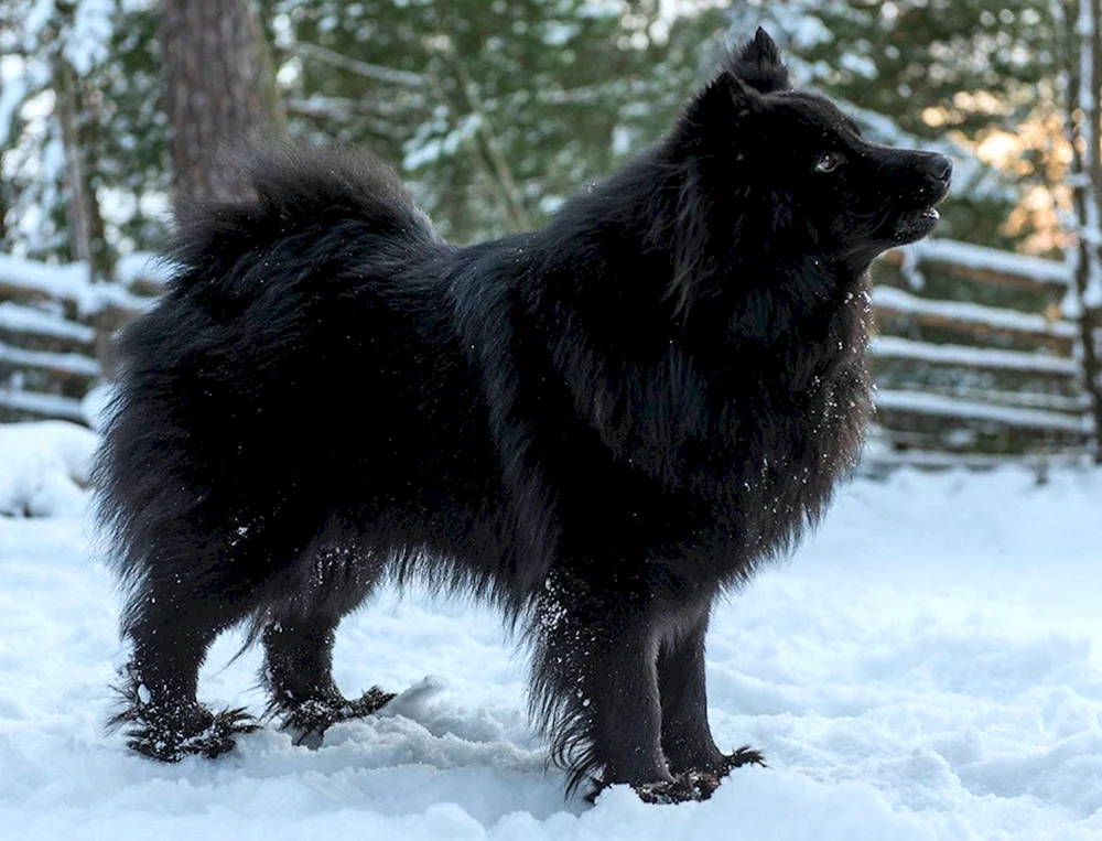 Samoed Husky schwarz