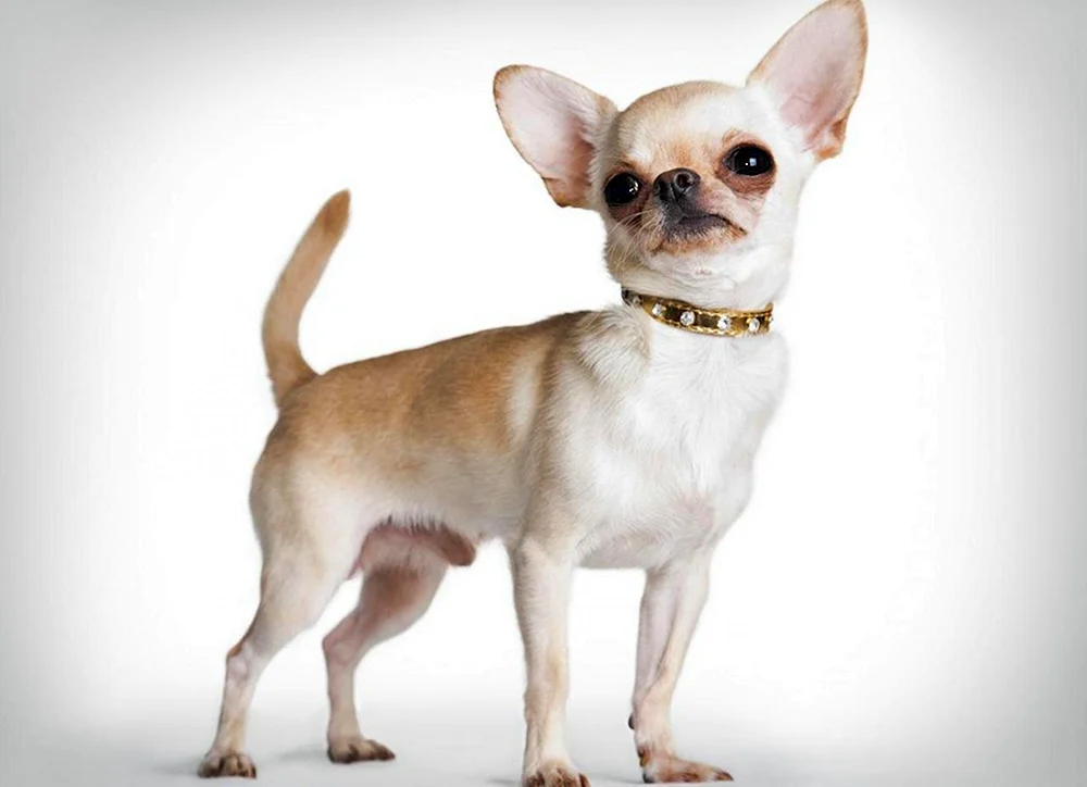 Chihuahua langhaarig braun