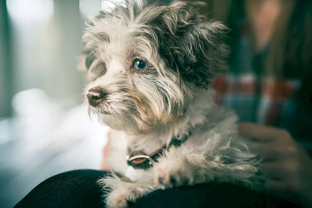 Victor RCA Hund Nipper