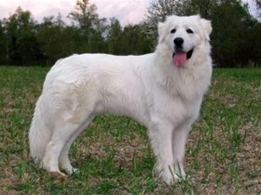 Samoed Husky Hund
