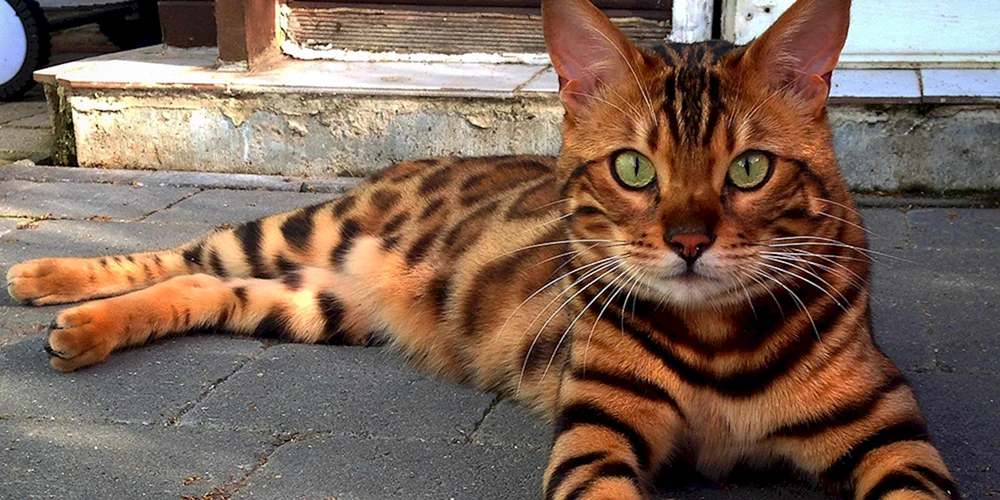Toyger-Katze