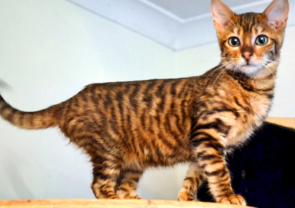 Toyger-Katze
