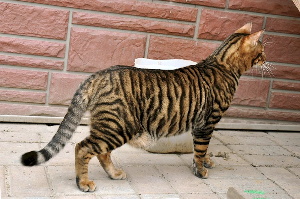 Toyger-Katze
