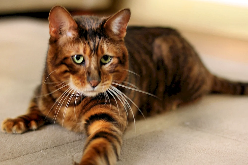 Toyger und Bengal