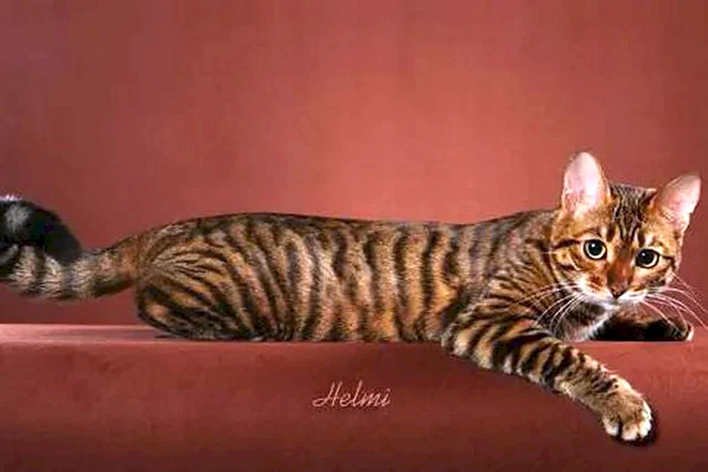 Bengalische Schopfkatze