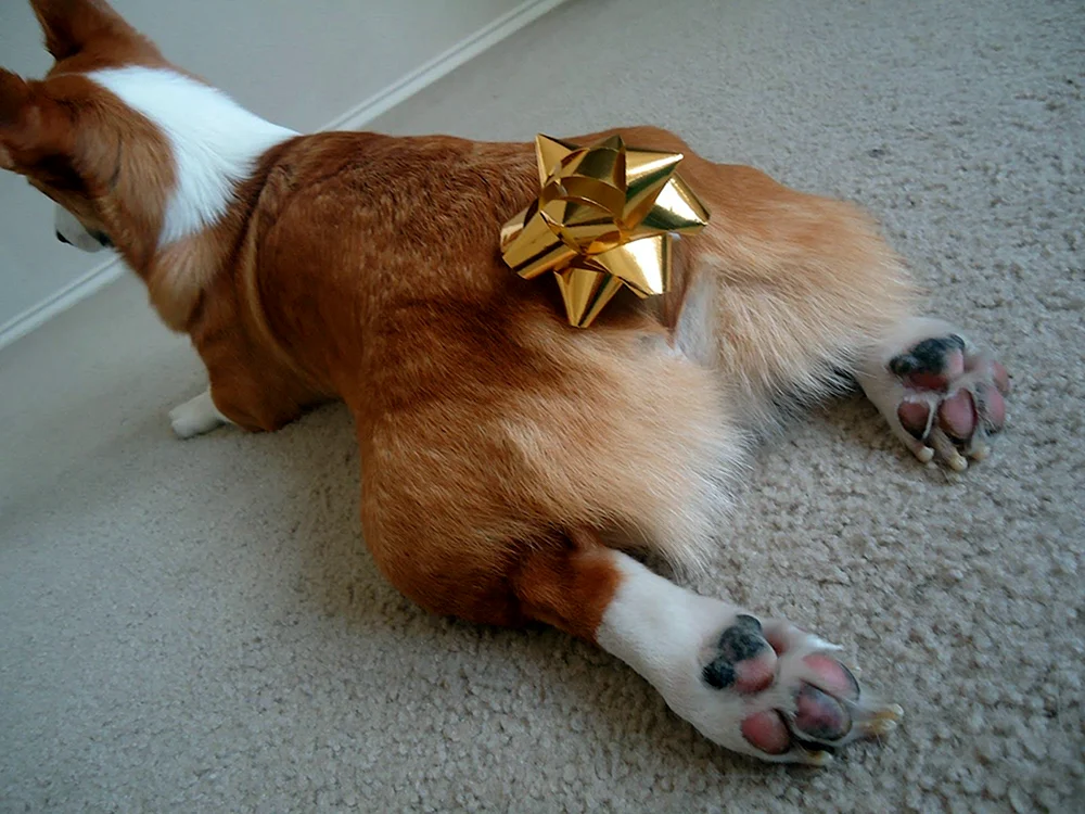 Welsh Corgi Pembroke
