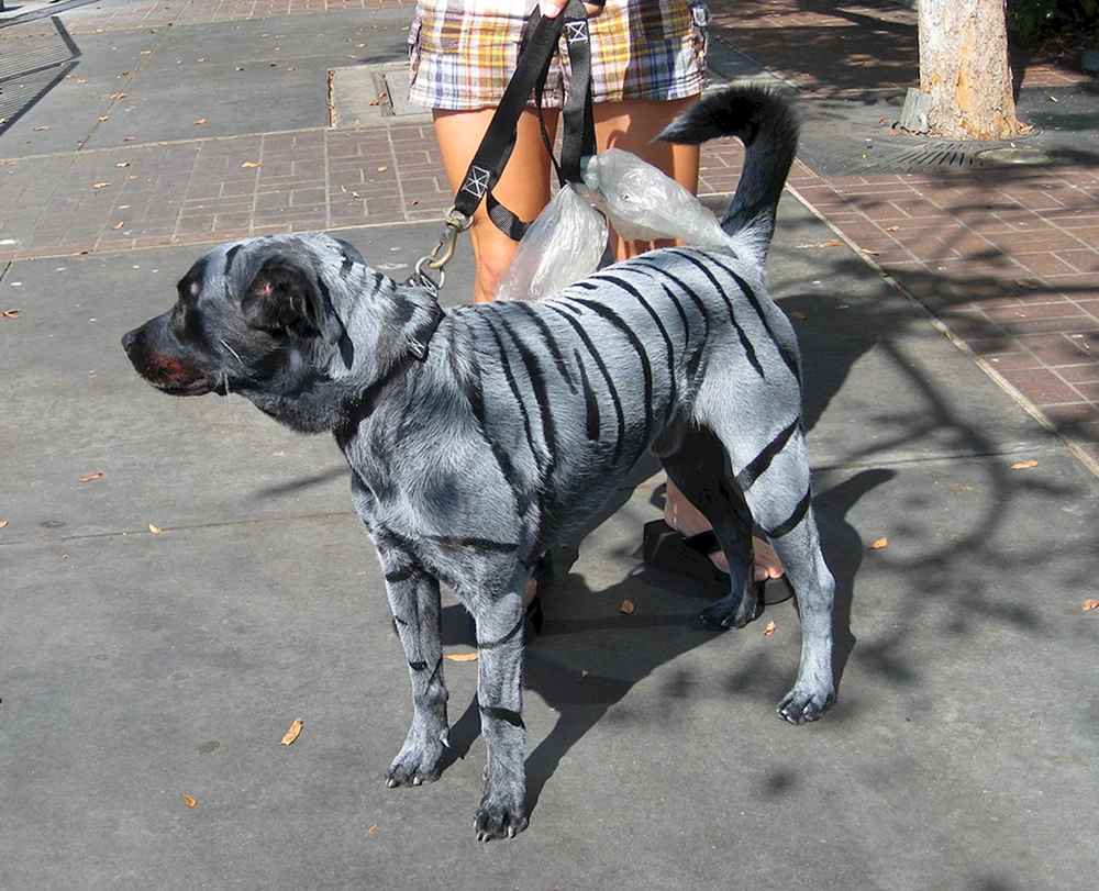 Tiger Färbung bei Hunden