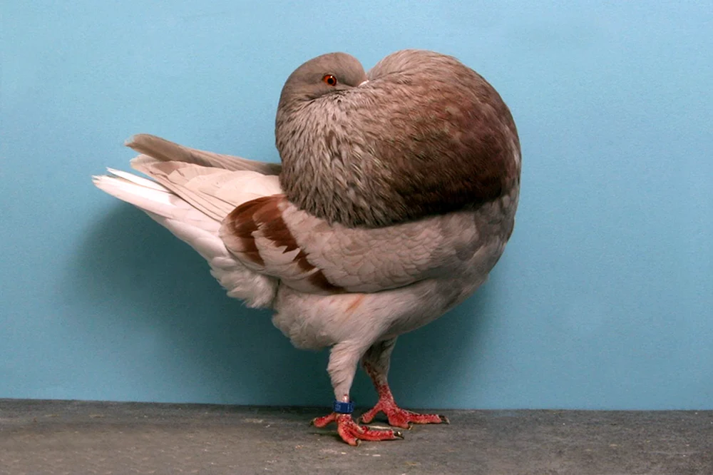 Wütende Vögel Terence
