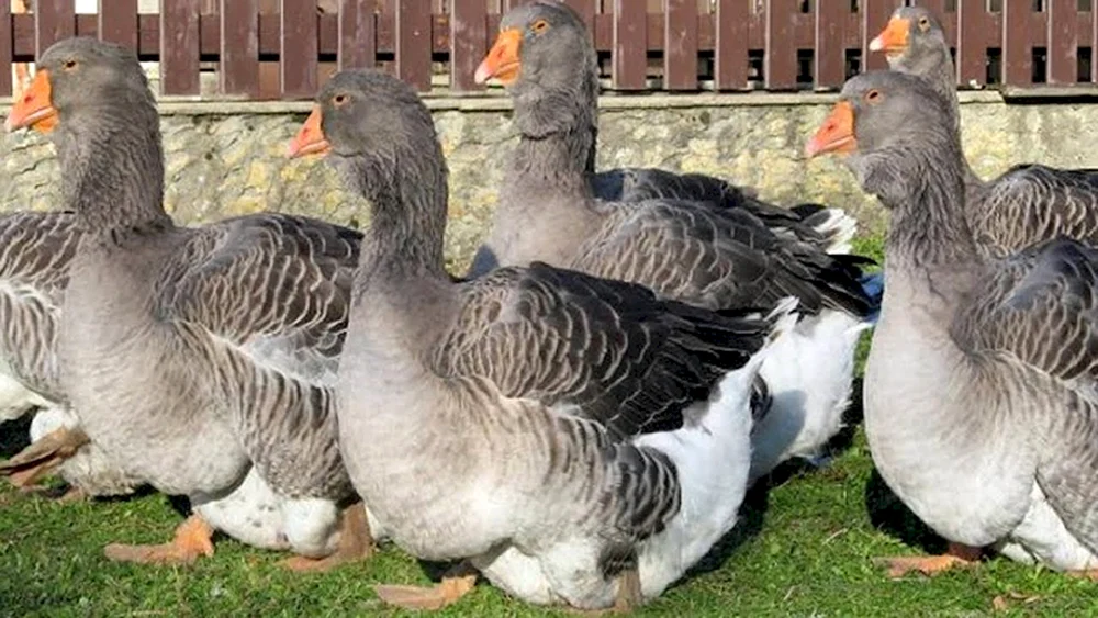 Gänse Rassen Toulouse Gänse