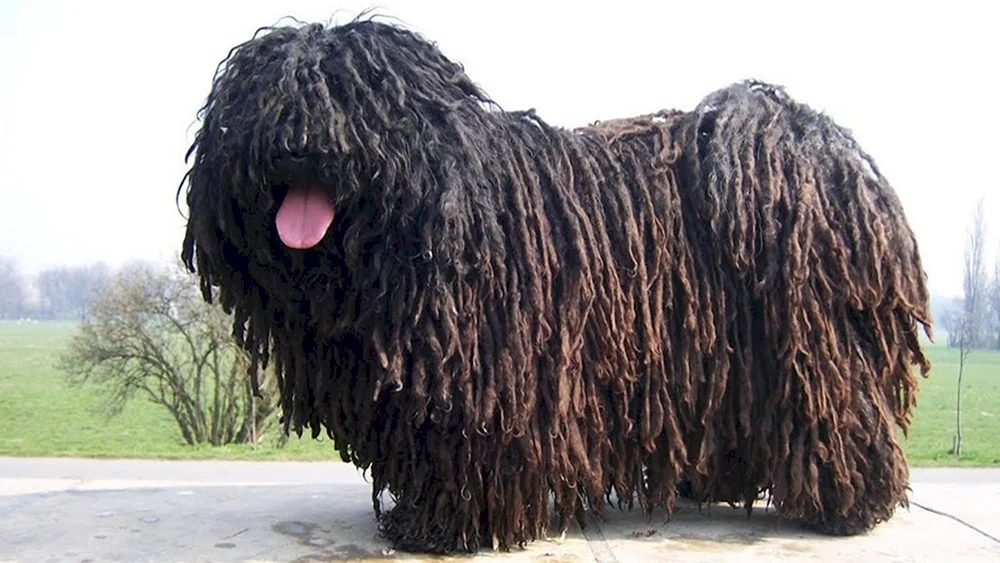 Ungarischer Schäferhund