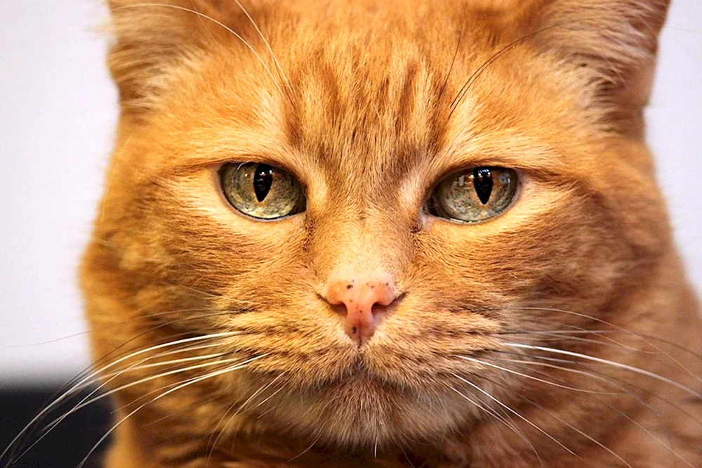 Rote Katzen