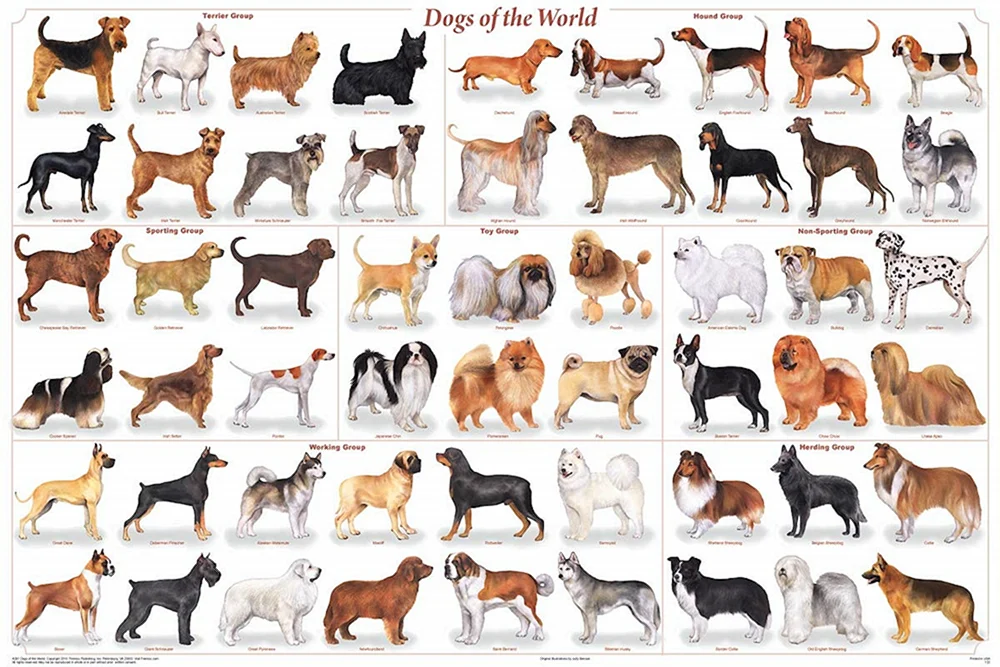 Beagle Hound