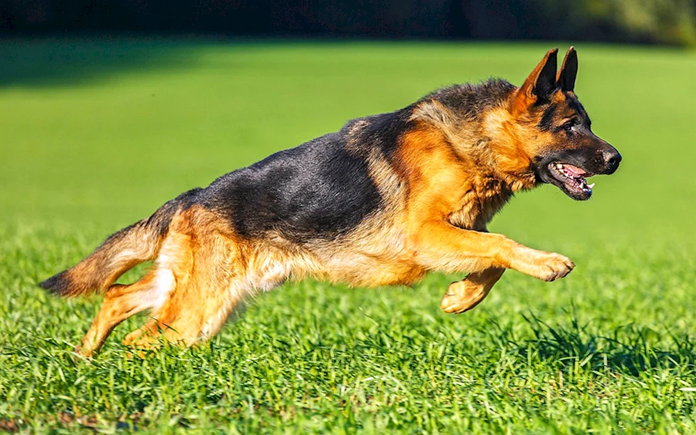 Hunde Deutscher Schäferhund