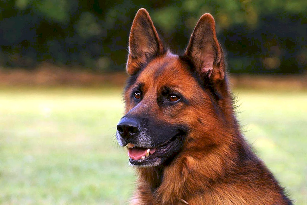 Hunde Deutscher Schäferhund