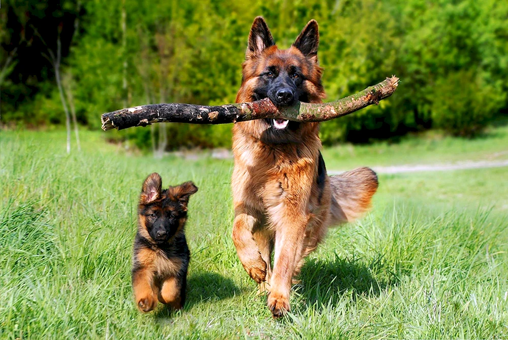 Schäferhund