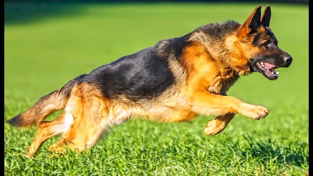 Australischer Schäferhund