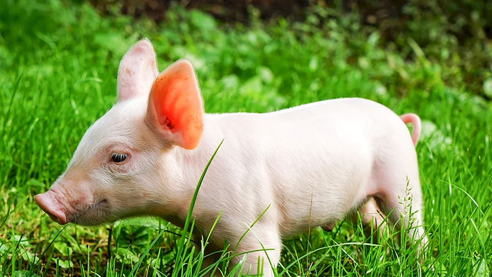 Piggy Minischwein