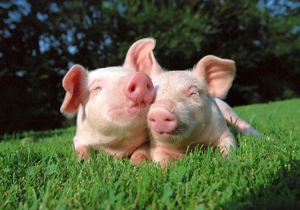 Piggy Minischwein