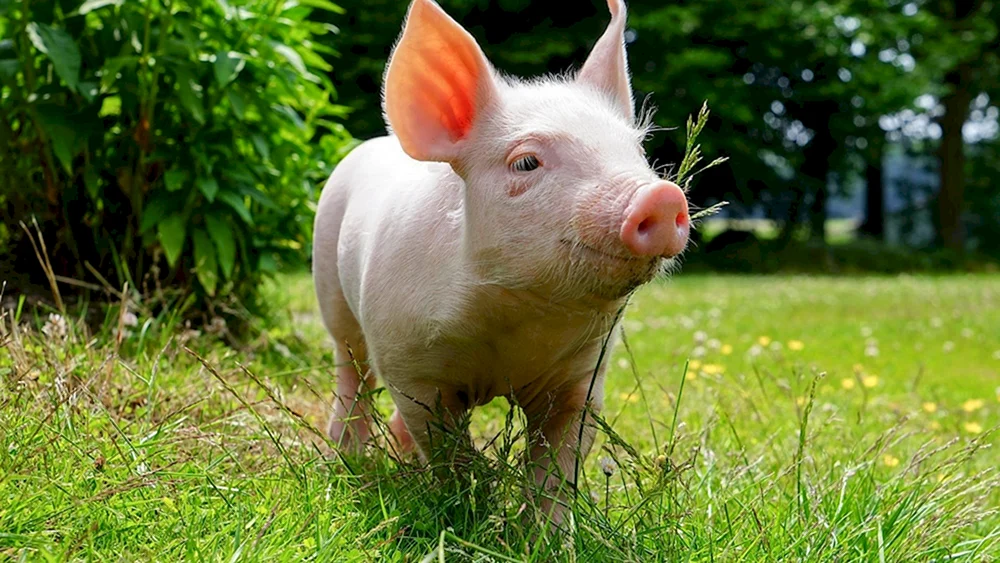 Piggy Minischwein