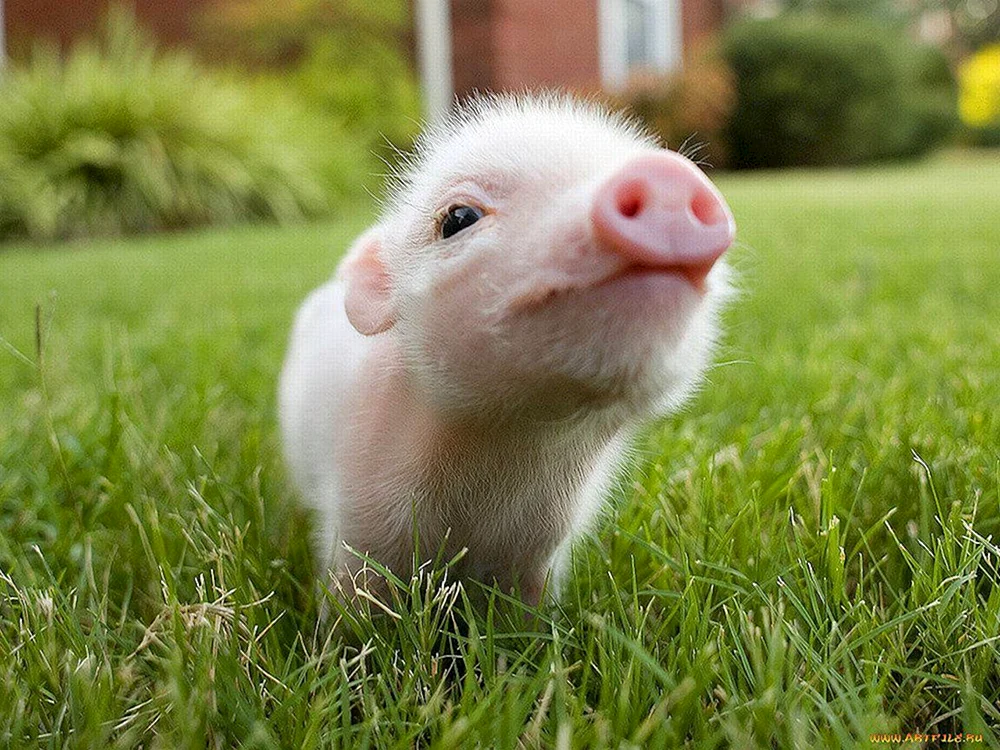 Piggy Minischwein