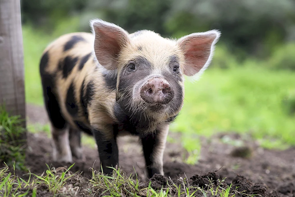 Piggy Minischwein