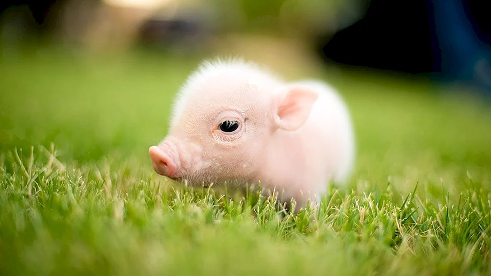 Piggy Minischwein