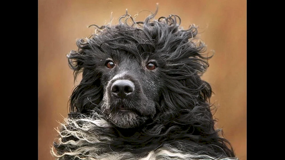 Portugiesischer Wasserspaniel