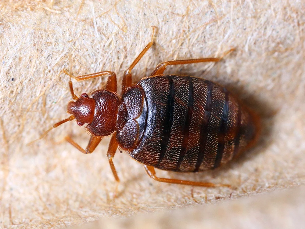 Prusaks Nymphe