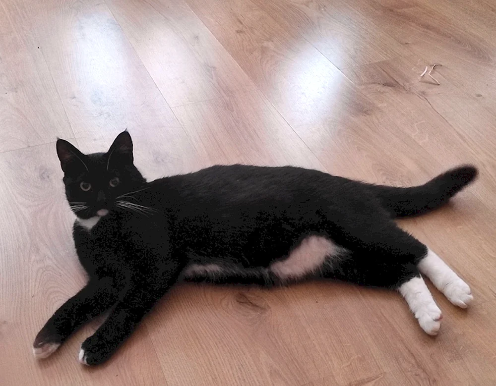 Bombay Katze mit weißer Brust