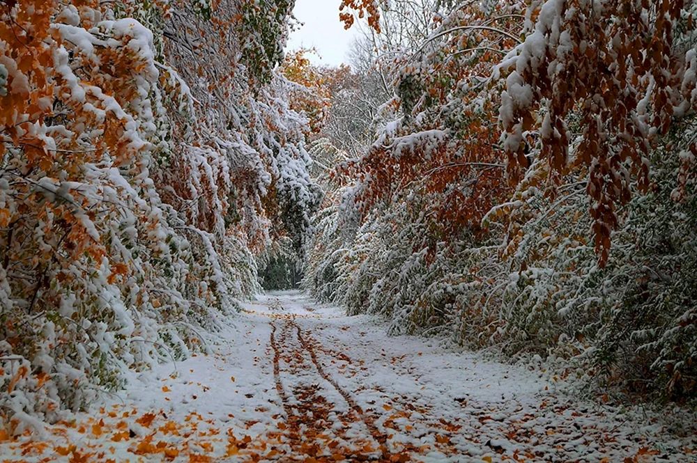 Erster Schnee