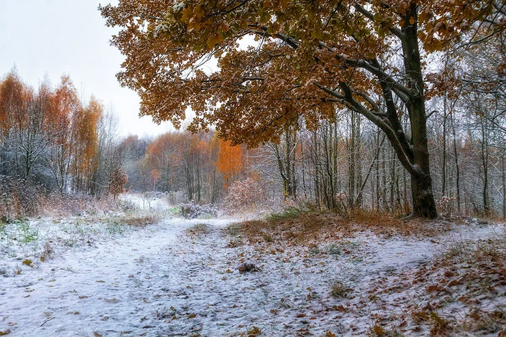 Erster Schnee