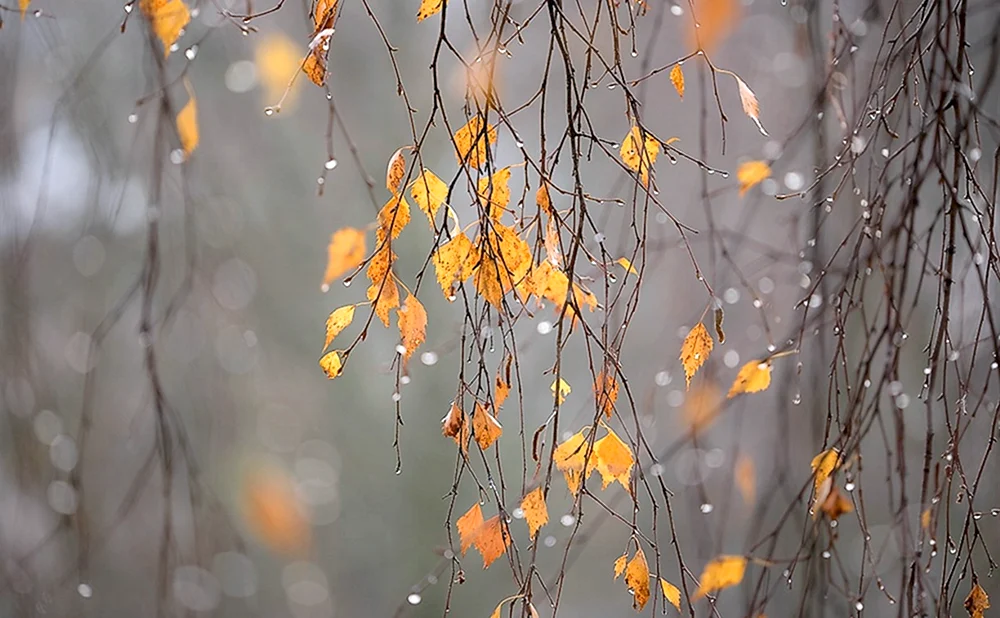 Herbstfrost