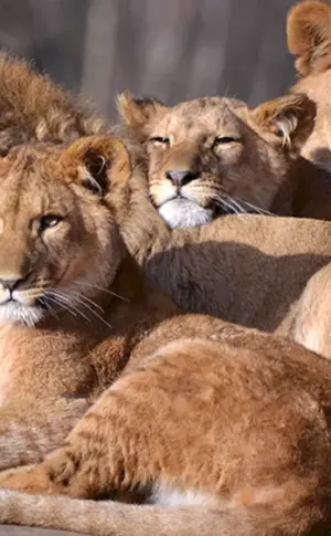 Löwenstolz ist eine Löwenfamilie. Löwenstolz ist eine Löwenfamilie. Löwenstolz ist eine Löwenfamilie. Löwenstolz ist eine Löwenfamilie. Löwenlöwin und Löwenjunges. Löwin und Löwenjunges Familie