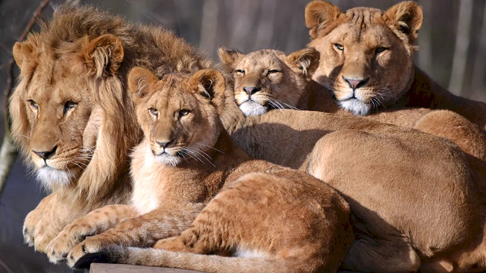 Löwenstolz ist eine Löwenfamilie. Löwenstolz ist eine Löwenfamilie. Löwenstolz ist eine Löwenfamilie. Löwenstolz ist eine Löwenfamilie. Löwenlöwin und Löwenjunges. Löwin und Löwenjunges Familie